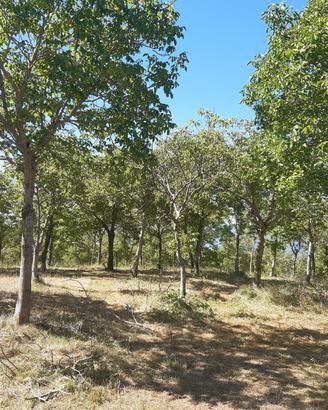 piante di noce in piedi ( legna e radici)