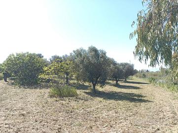 Terreno con ulivi