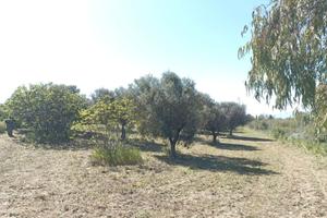 Terreno con ulivi