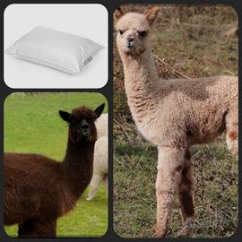 ultimo cuscino lama e alpaca
