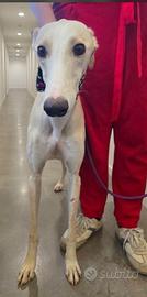Biondo galgo di 2 anni