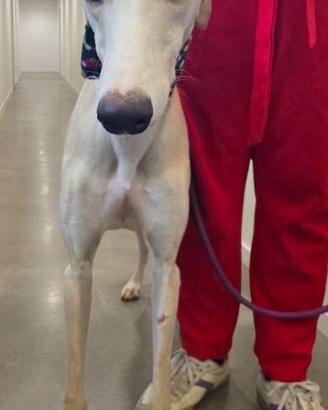 Biondo galgo di 2 anni