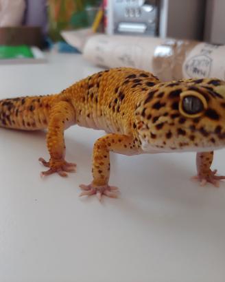 geco leopardino 