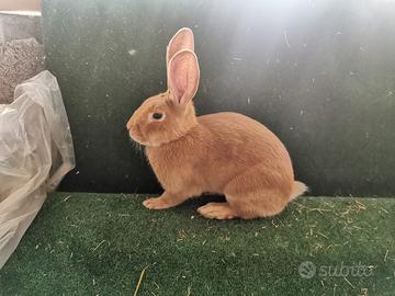 Conigli di razza