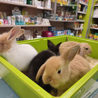 Conigli nani e ariete nani