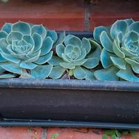 Varietà di piante grasse