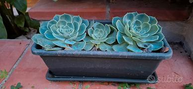 Varietà di piante grasse