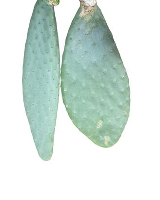 Pale opunthie