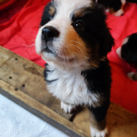 Bovaro del bernese cuccioli