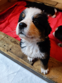 Bovaro del bernese cuccioli