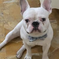 Disponibile per monta