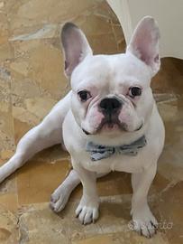 Disponibile per monta