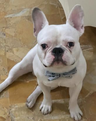 Disponibile per monta