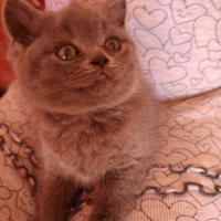 Gattina British shortair