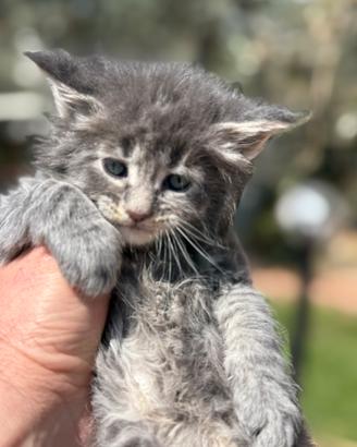 Maine coon xxl pedigree alta genealogia