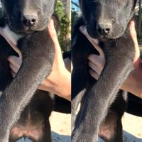 Cuccioli meticci pit in adozione