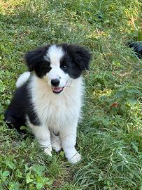 Border collie