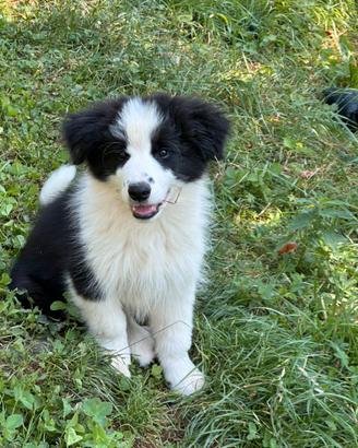 Border collie