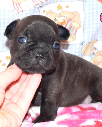 Cuccioli bouledogue francese pedigree