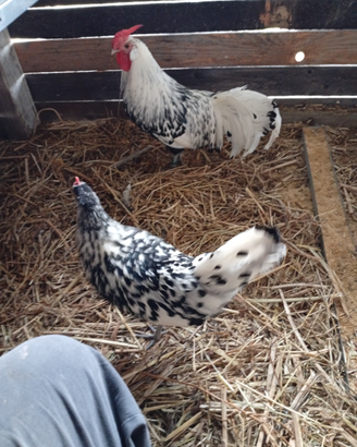 Galline