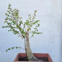 bonsai olmo campestre