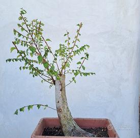 bonsai olmo campestre
