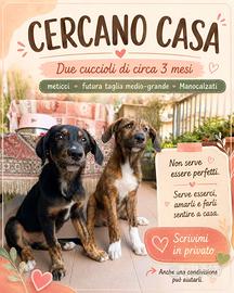 Cuccioli di cane maschi meticci