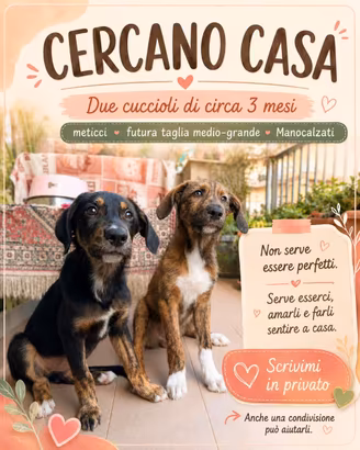 Cuccioli di cane maschi meticci