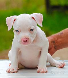 Cuccioli di bully pocket