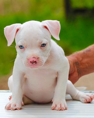 Cuccioli di bully pocket
