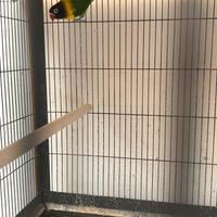 Pappagalli inseparabili personata