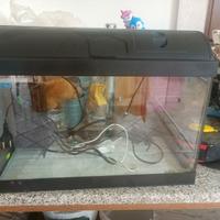 Acquario