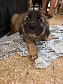 Orso cucciolotti mix pastore tedesco