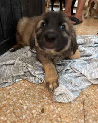 Orso cucciolotti mix pastore tedesco