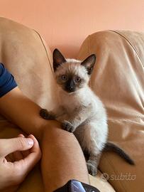 Gattini siamese e snowshoe