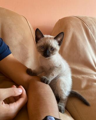 Gattini siamese e snowshoe
