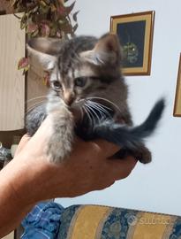 Gattini di 2 mesi