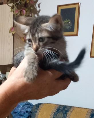 Gattini di 2 mesi