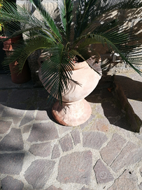 Vasi 2 in coccio 400