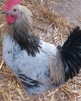 Galli riproduttori