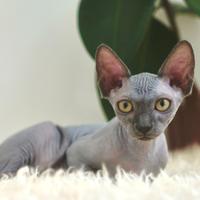 Disponibili due splendidi gatti di razza Sphynx