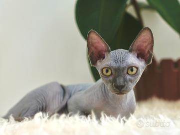 Disponibili due splendidi gatti di razza Sphynx