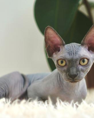 Disponibili due splendidi gatti di razza Sphynx