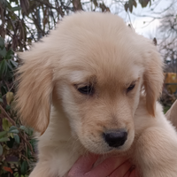 Golden cucciolo