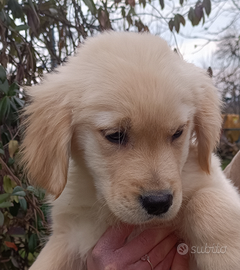 Golden cucciolo