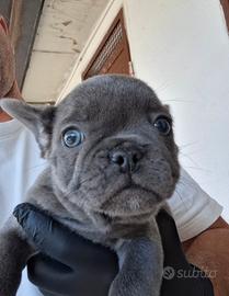 bouldogue francese