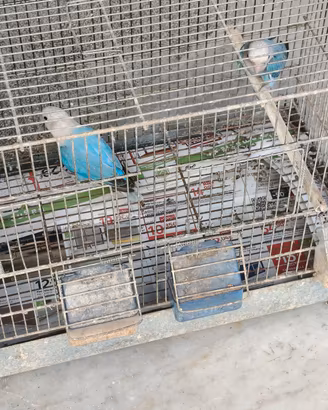 coppia di inseparabili 50 euro trattabili