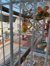 Inseparabili