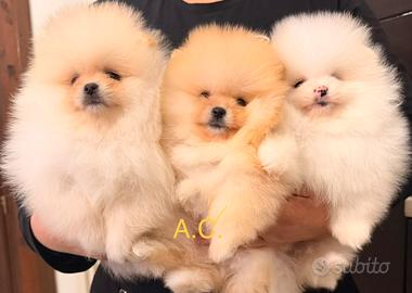 Spitz