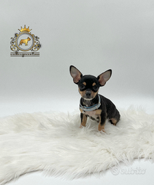 Dolcissimi Chihuahua black and tan